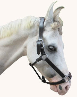 HALTER PP WITH 25 MM SYN PADDED - eit-saddle-demo